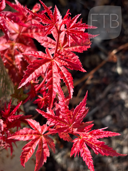 Acer Palmatum Shin Chishio - Japanese Maple Chishio Improved