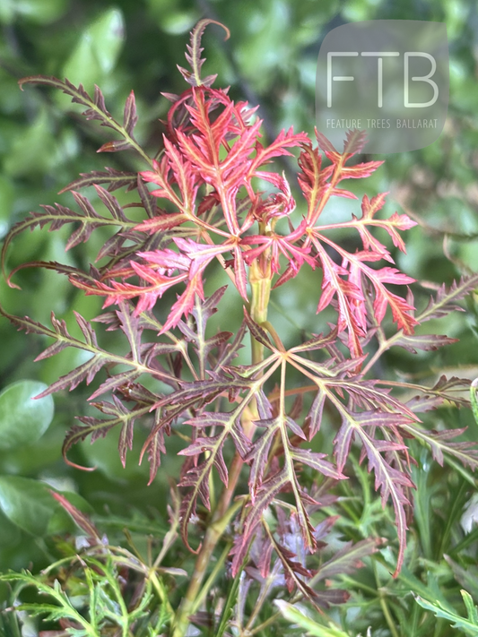 Acer Palmatum Baby Lace - Baby Lace Japanese Maple