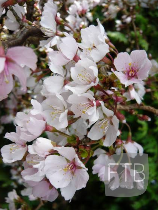 Prunus Ko Jo No Mai - Fuji Cherry