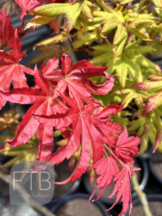 Acer Shirasawanum 'Autumn Moon' - Autumn Moon Japanese Maple