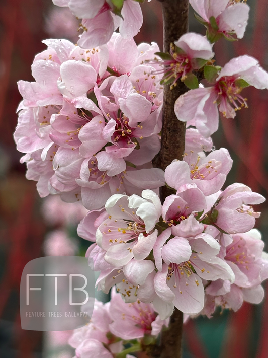 Prunus Cerasifera Elvins - Flowering Plum Elvins