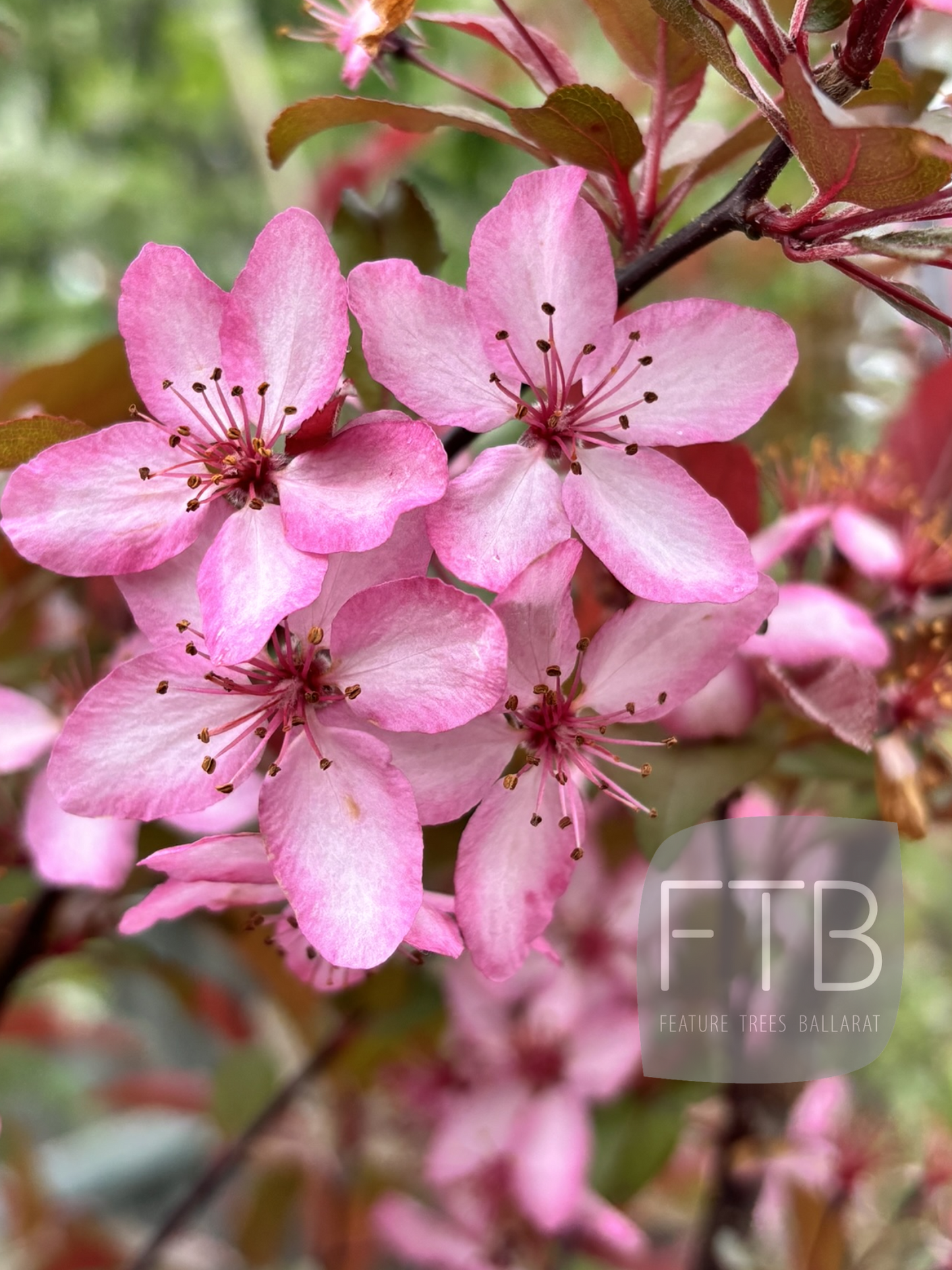 Malus - Royal Raindrops Crabapple