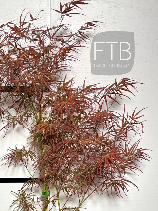 Acer Palmatum Arnold Fingers - Arnold Fingers Japanese Maple