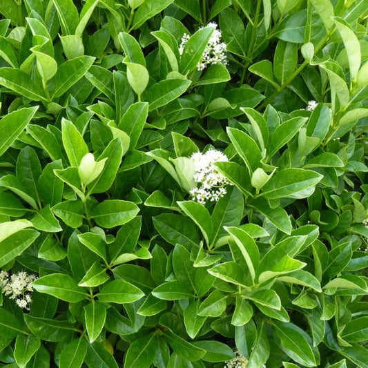 Virburnum Awabuki