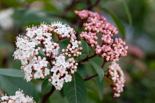 Viburnum Tinus