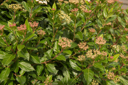 Viburnum Tinus