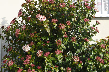 Viburnum Tinus