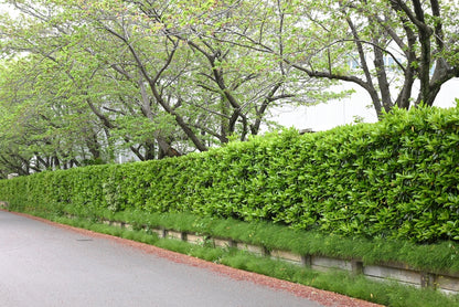 Virburnum Awabuki
