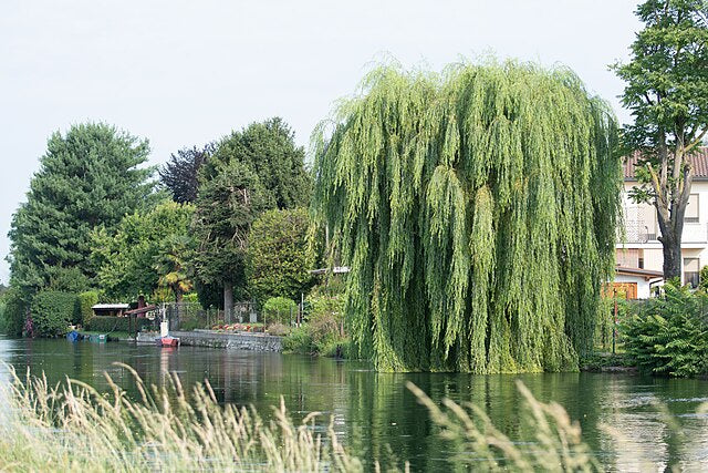 Salix Babylonica - Weeping Willow