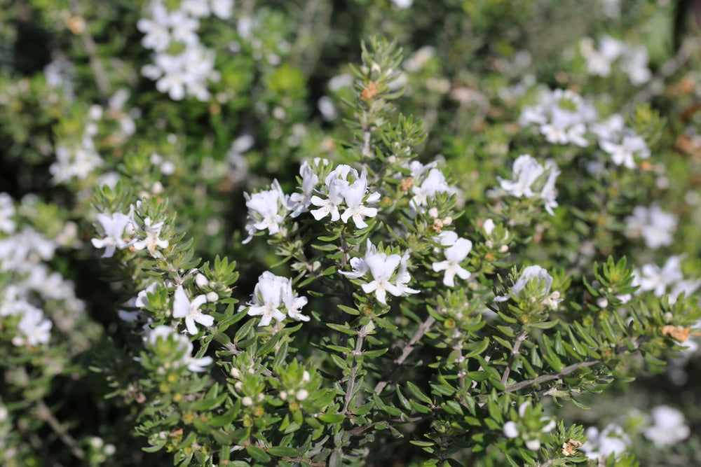 Westringia Fruticosa – Coastal Rosemary