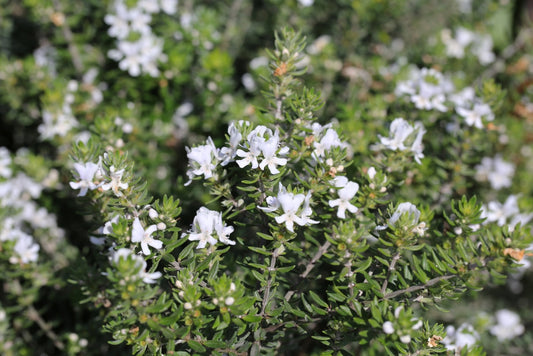 Westringia Fruticosa – Coastal Rosemary