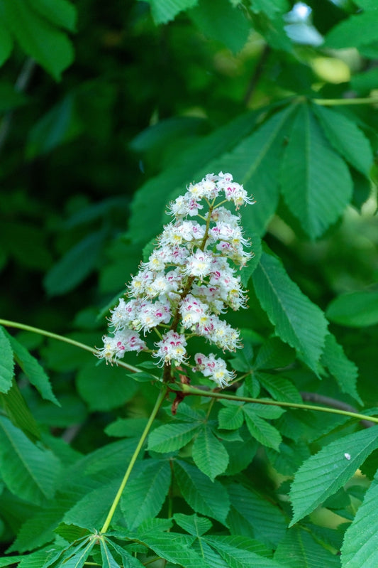 Aesculus Hippocastanum Alba - White Horse Chestnut