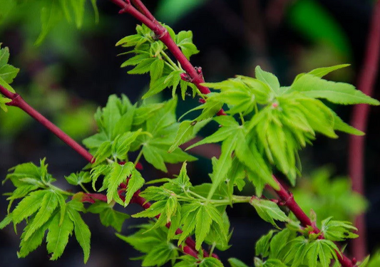 Close-up of green leaves with red stems against a blurred natural background