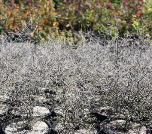 Corokia Cotoneaster – Wire Netting Bush