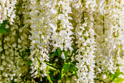 Wisteria Floribunda 'Alba' – White Japanese Wisteria
