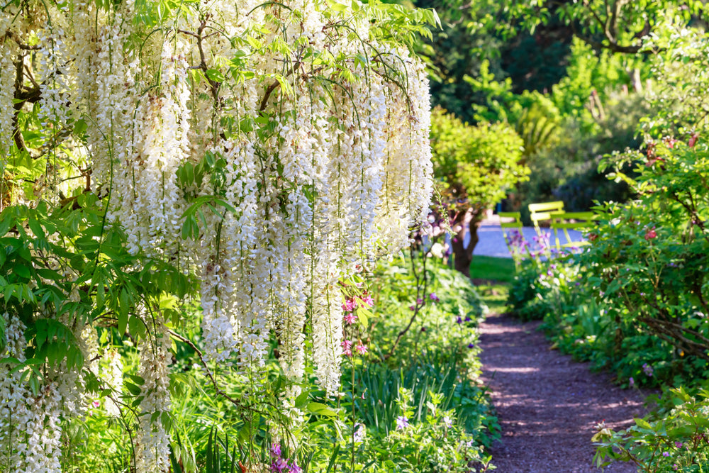 Wisteria Floribunda 'Alba' – White Japanese Wisteria
