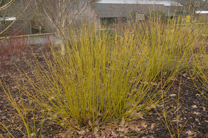 Cornus Stolonifera Flaviramea – Yellow Stemmed Dogwood