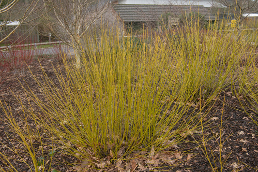 Cornus Stolonifera Flaviramea – Yellow Stemmed Dogwood