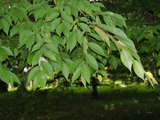 Zelkova Serrata – Japanese Zelkova