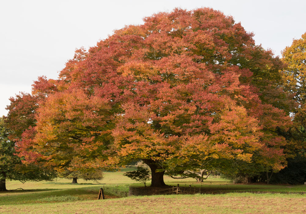 Zelkova Serrata – Japanese Zelkova