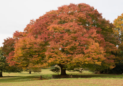 Zelkova Serrata – Japanese Zelkova