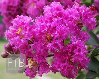 Lagerstroemia indica Zuni - Zuni Crepe Myrtle