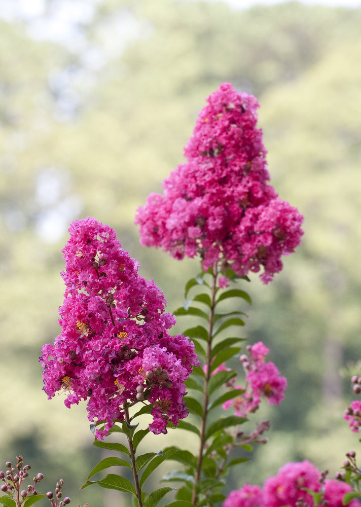 Lagerstroemia indica Zuni - Zuni Crepe Myrtle