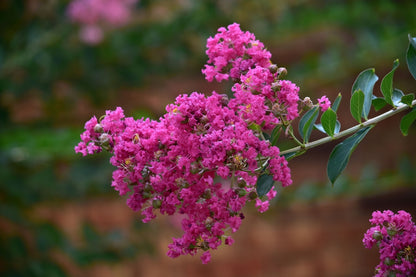 Lagerstroemia indica Zuni - Zuni Crepe Myrtle