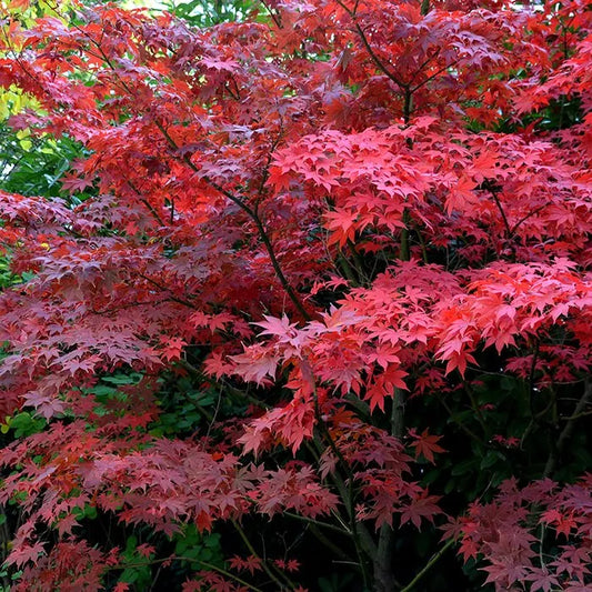 Acer Palmatum Bloodgood - Japanese Maple Bloodgood