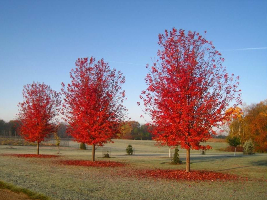 Acer Freemani Jeffers Red "Autumn Blaze"
