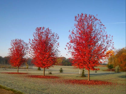 Acer Freemani Jeffers Red "Autumn Blaze"