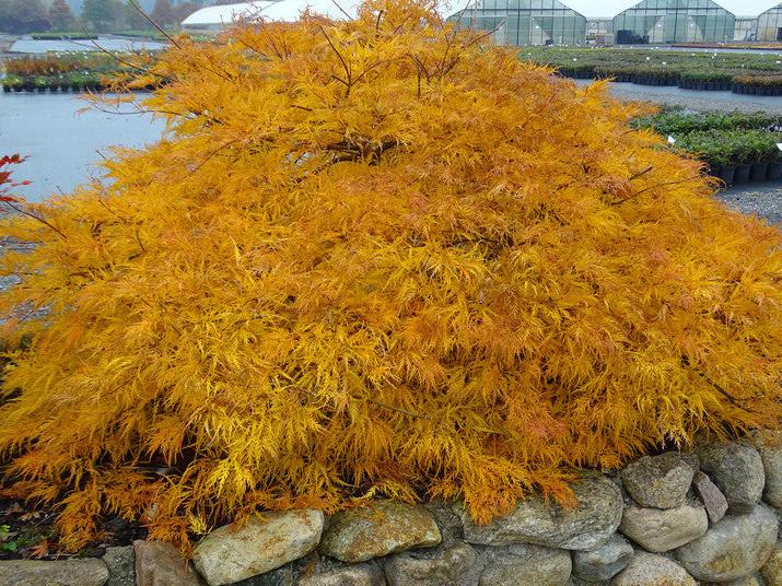 Acer Palmatum Green Globe - Weeping Japanese Maple Green Globe