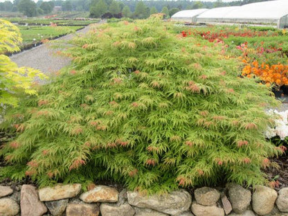 Acer Palmatum Green Globe - Weeping Japanese Maple Green Globe