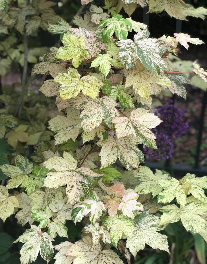 Acer Pseudoplatanus 'Esk Sunset' – Esk Sunset Sycamore