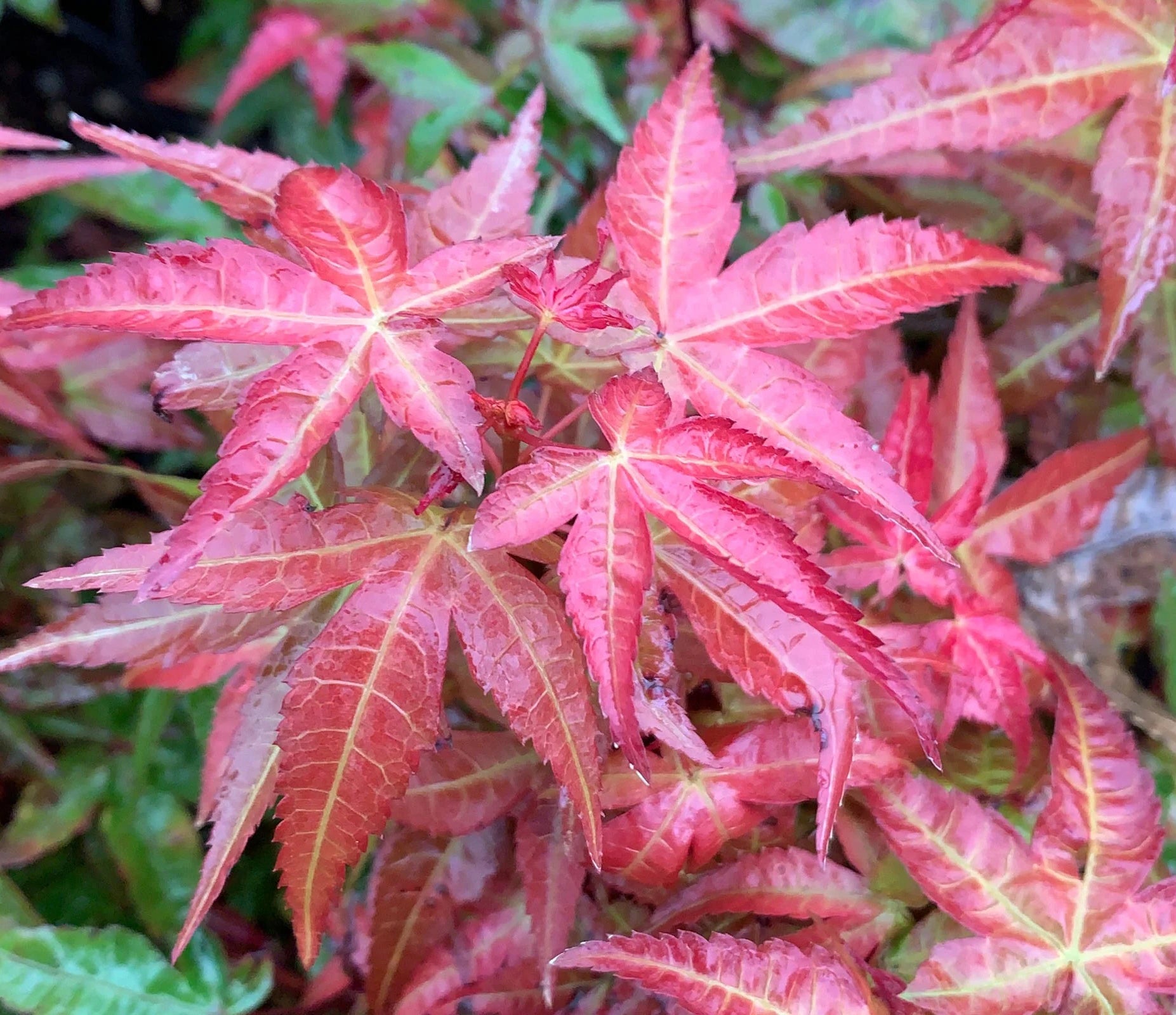 Close-up of vibrant red and green leaves