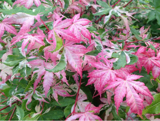 Acer Palmatum Orido Nishiki - Japanese Maple Orido Nishiki