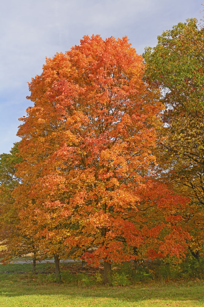 Tree with vibrant orange and red autumn foliage against a clear blue sky.