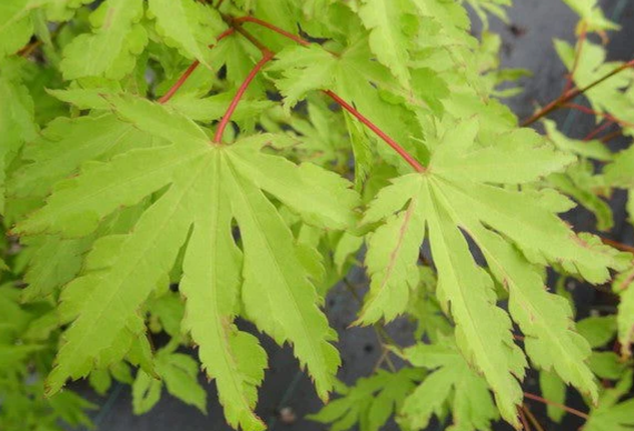 Acer Palmatum Exeter Twilight - Exeter Twilight Japanese Maple
