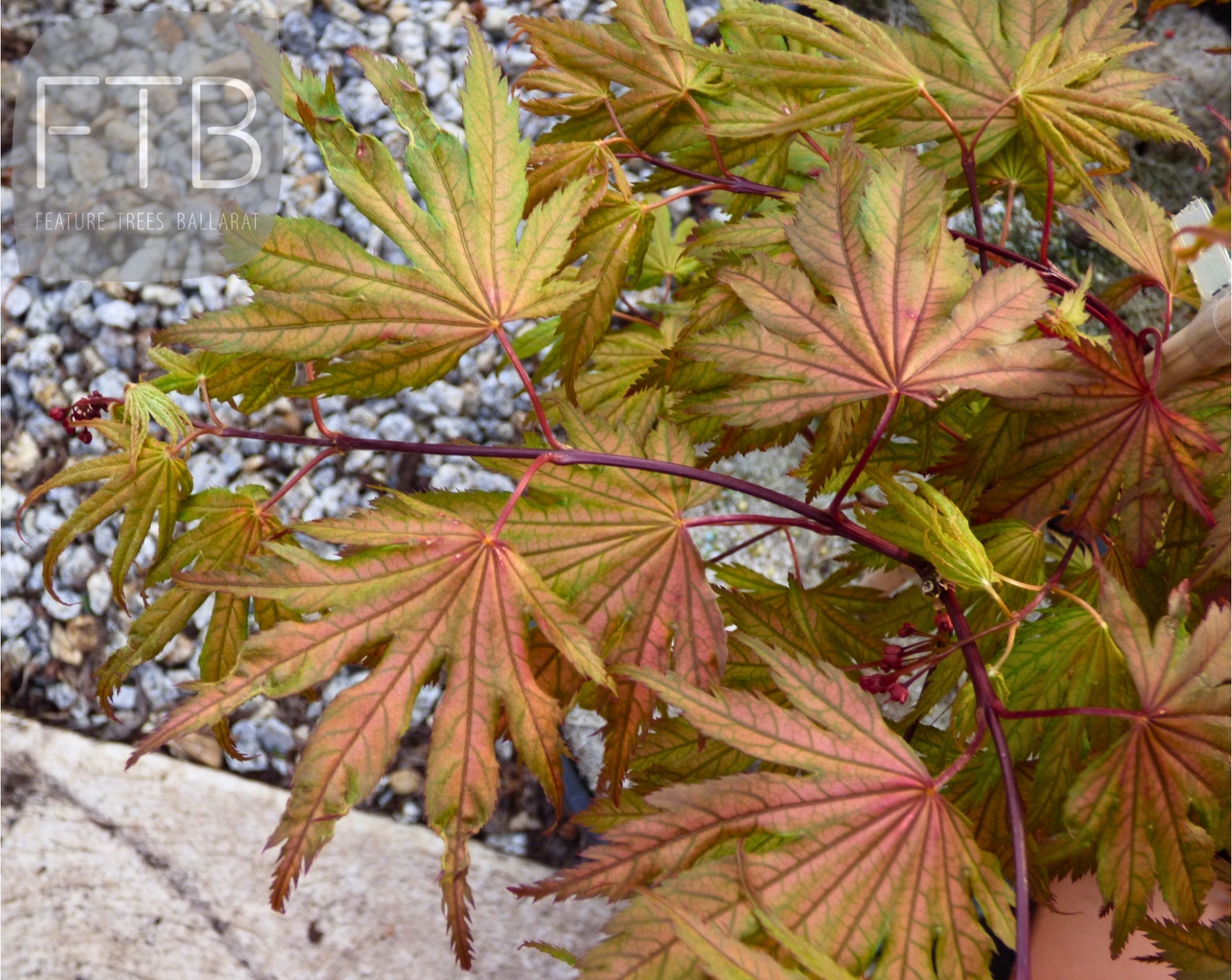 Acer Palmatum Ariadne - Japanese Maple Ariadne
