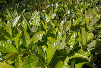 Virburnum Awabuki