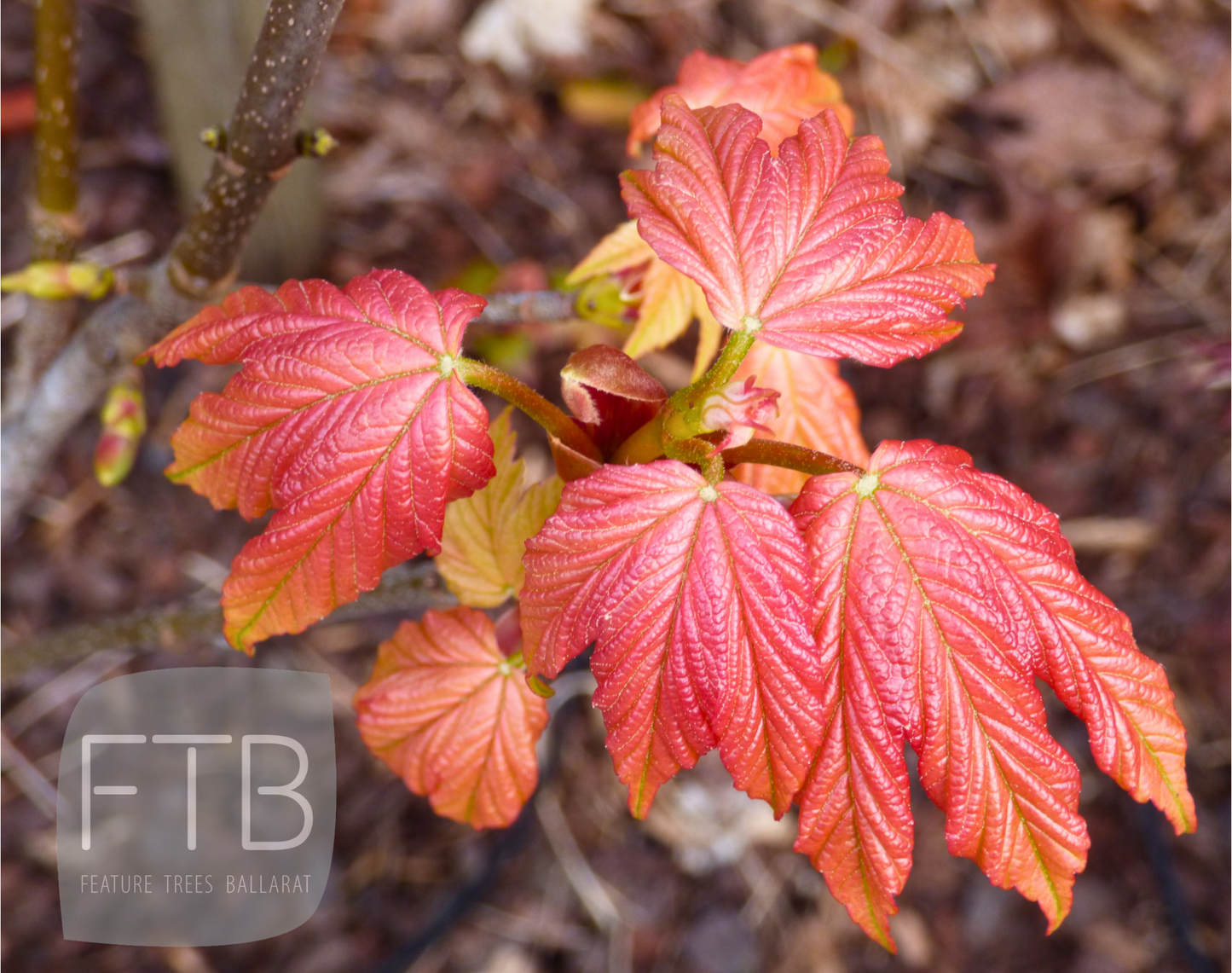 Acer Pseudoplatanus 'Brilliantissimum' - Brilliant Sycamore