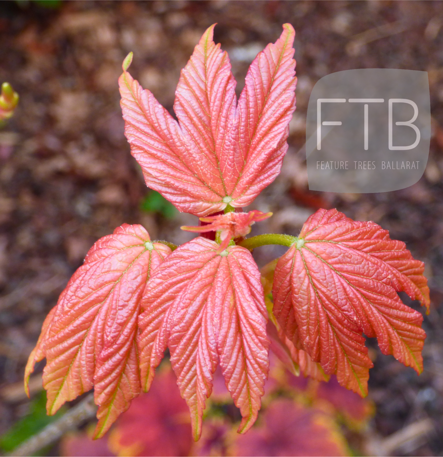Acer Pseudoplatanus 'Brilliantissimum' - Brilliant Sycamore