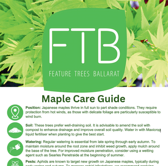 Maple care guide with FTB Feature Trees Ballarat logo on a green leafy background