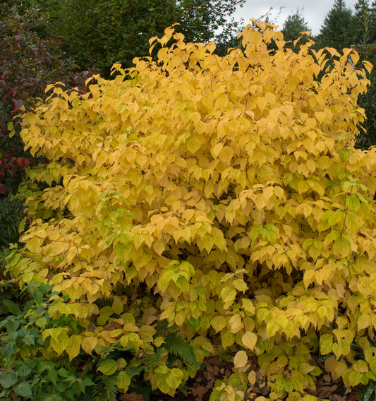 Cornus Sericea Sunshine - Red Stemmed Yellow Leaf Dogwood
