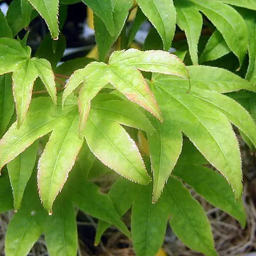 Acer Palmatum Samidare - Japanese Maple Samidare
