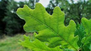 Quercus Robur - English Oak