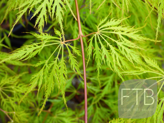 Acer Palmatum Ellen - Weeping Japanese Maple Ellen