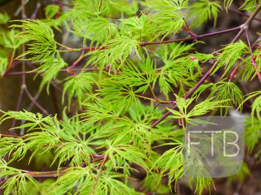 Acer Palmatum Emerald Lace - Weeping Japanese Maple Emerald Lace