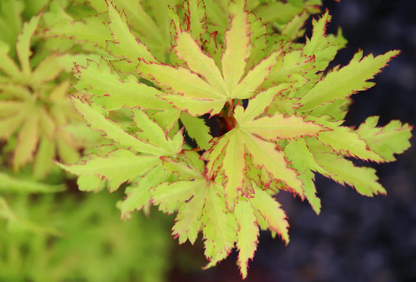 Acer Palmatum Exeter Twilight - Exeter Twilight Japanese Maple
