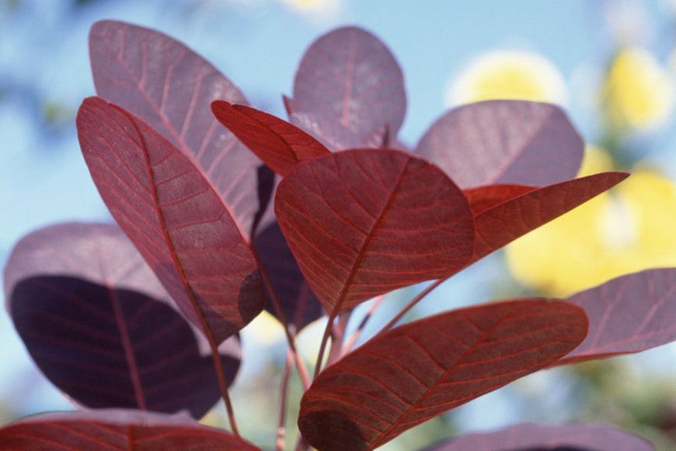 Cotinus Coggygria - Velvet Cloak Smoke Bush